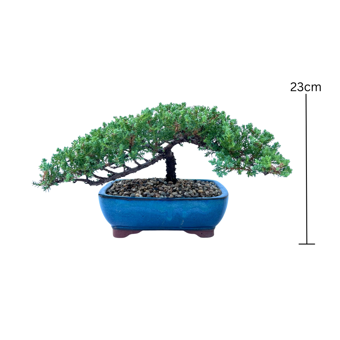 Juniper Bonsai (2014)