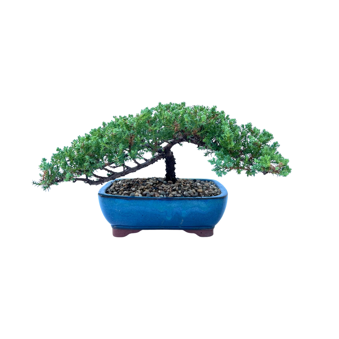 Juniper Bonsai (2014)