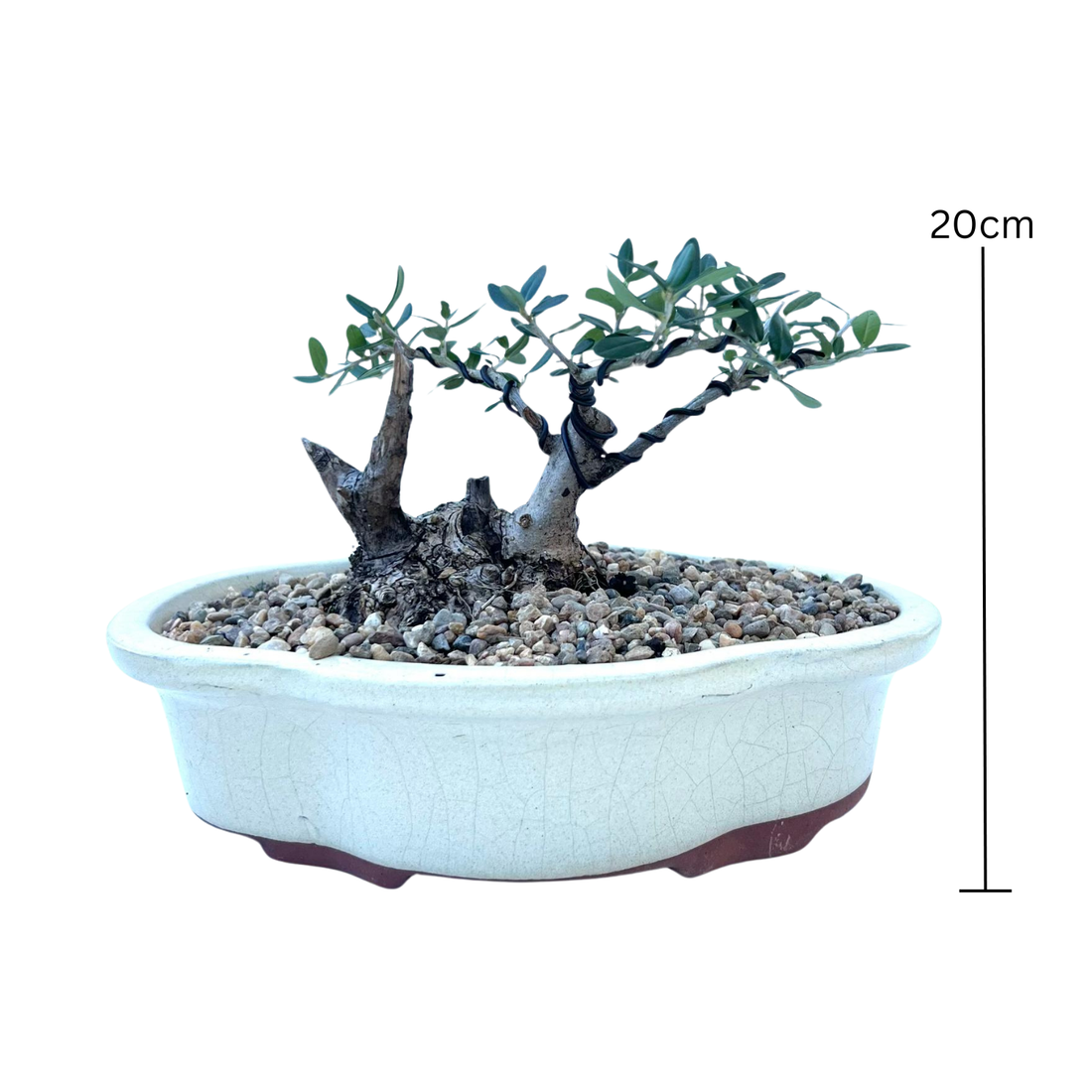 Olive Bonsai (2005)
