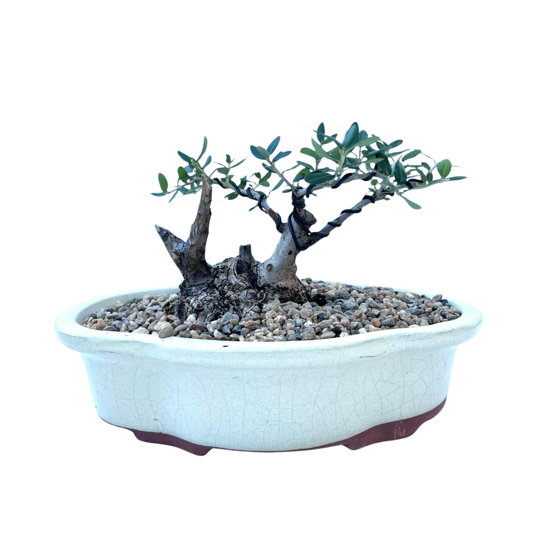 Olive Bonsai (2005)
