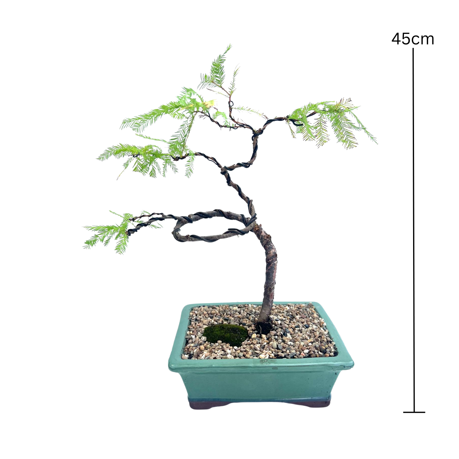 Swamp Cypress Bonsai (2011)
