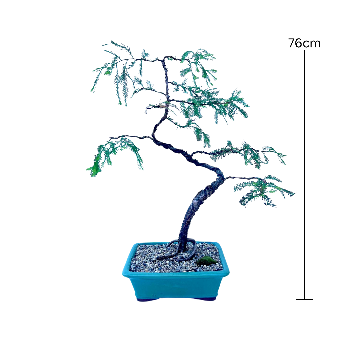 Swamp Cypress Bonsai (2004)