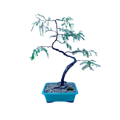 Swamp Cypress Bonsai (2004)