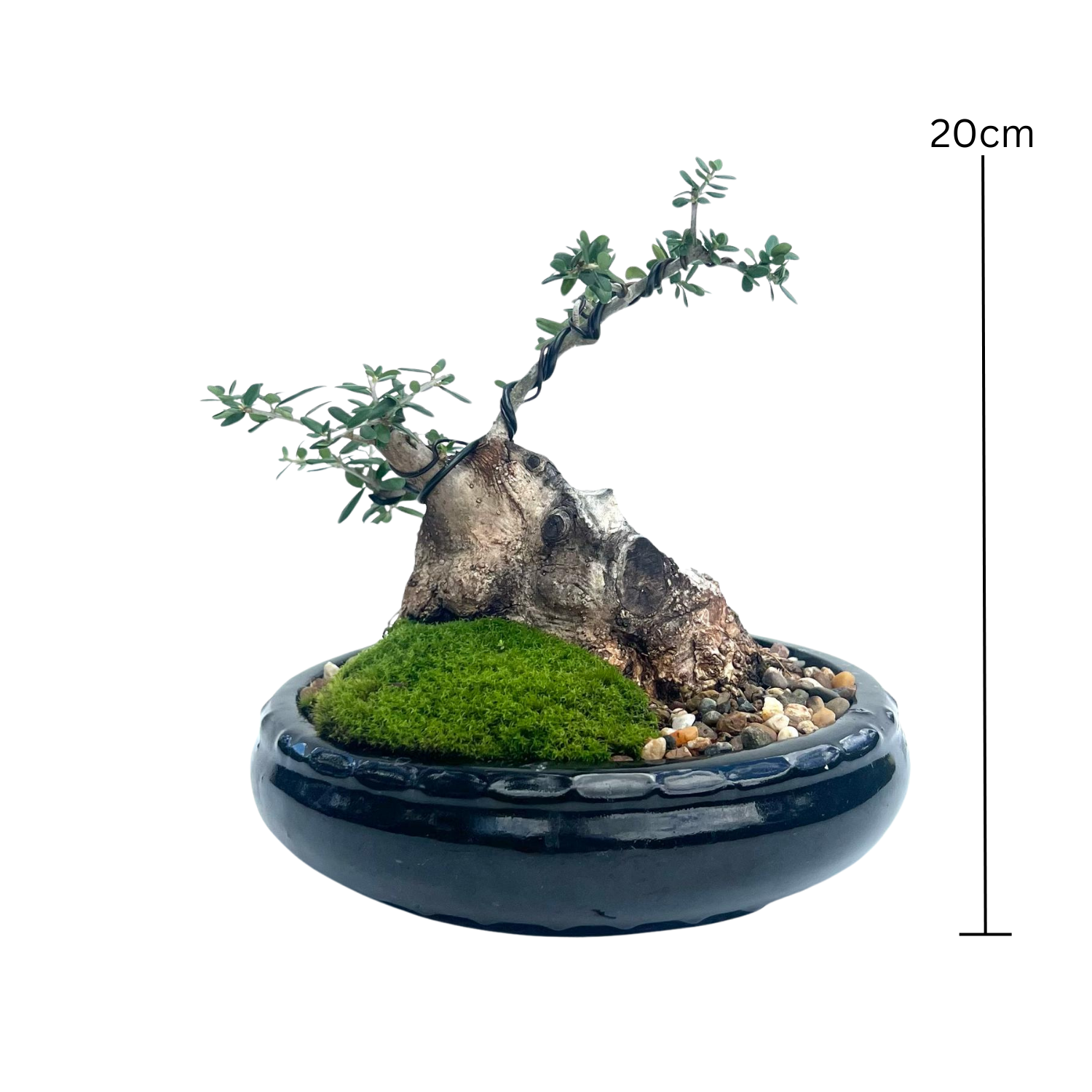 Olive Bonsai (2000)