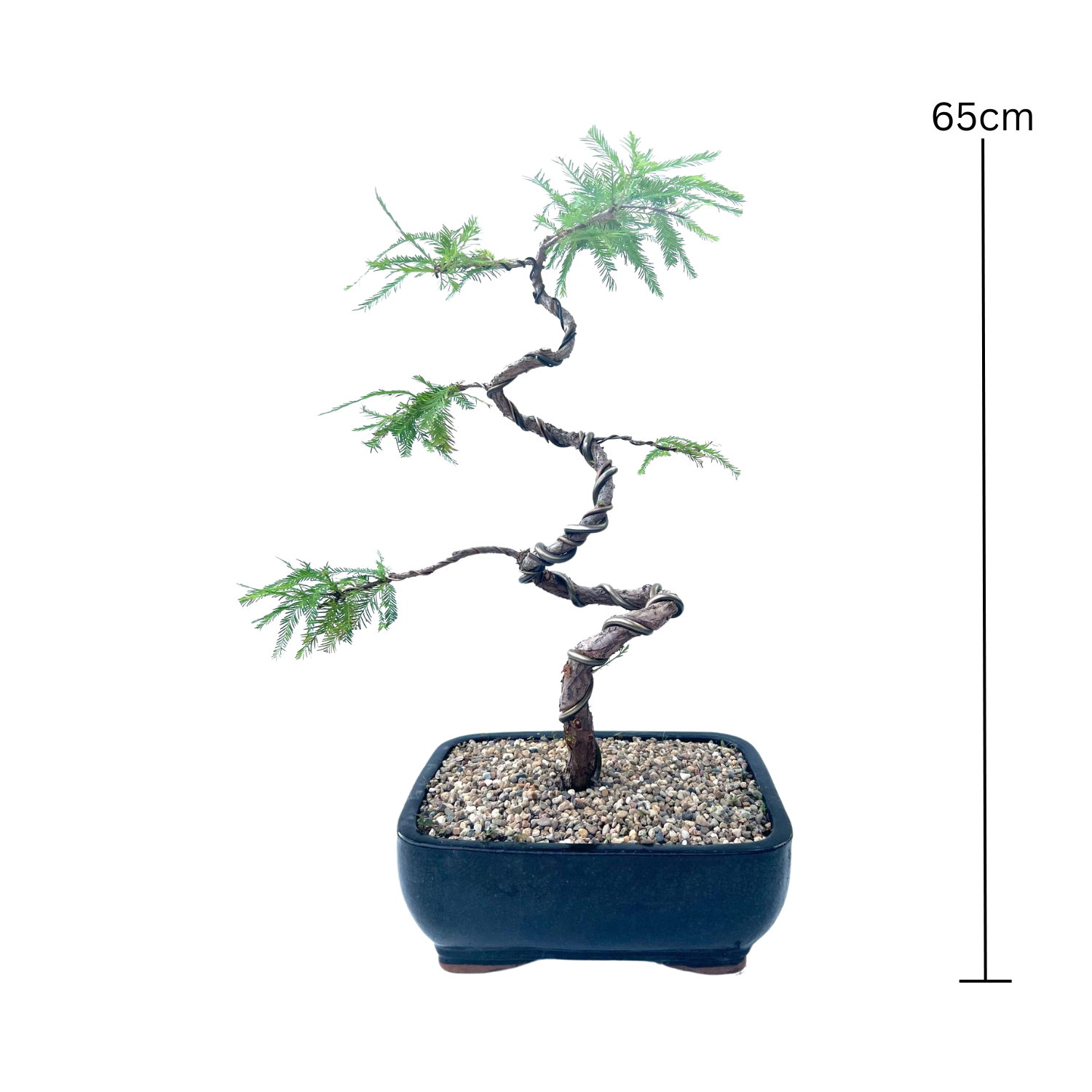 Swamp Cypress Bonsai (1999)