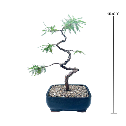 Swamp Cypress Bonsai (1999)