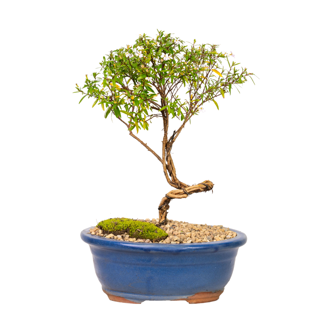 Cuphea Bonsai (2016)