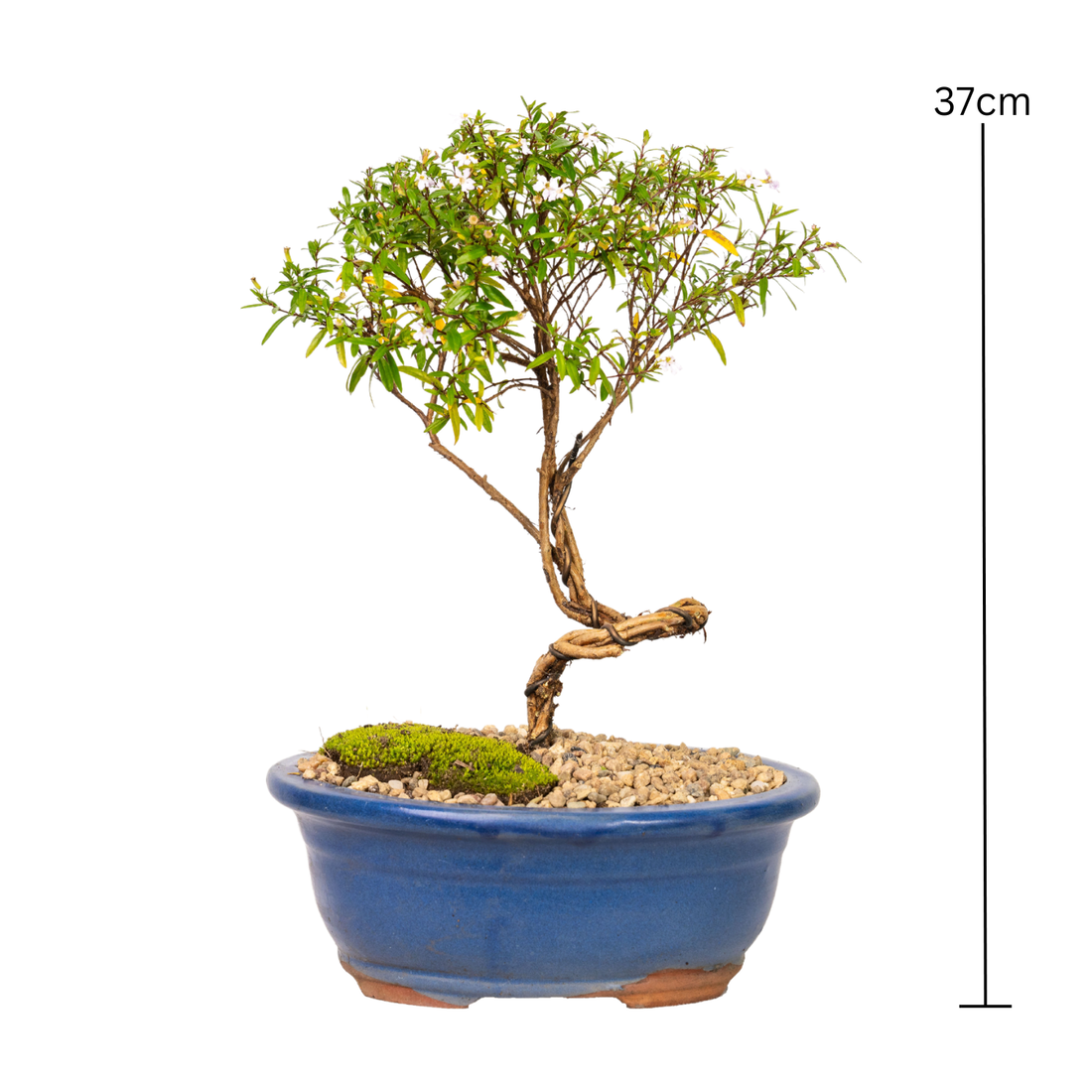 Cuphea Bonsai (2016)