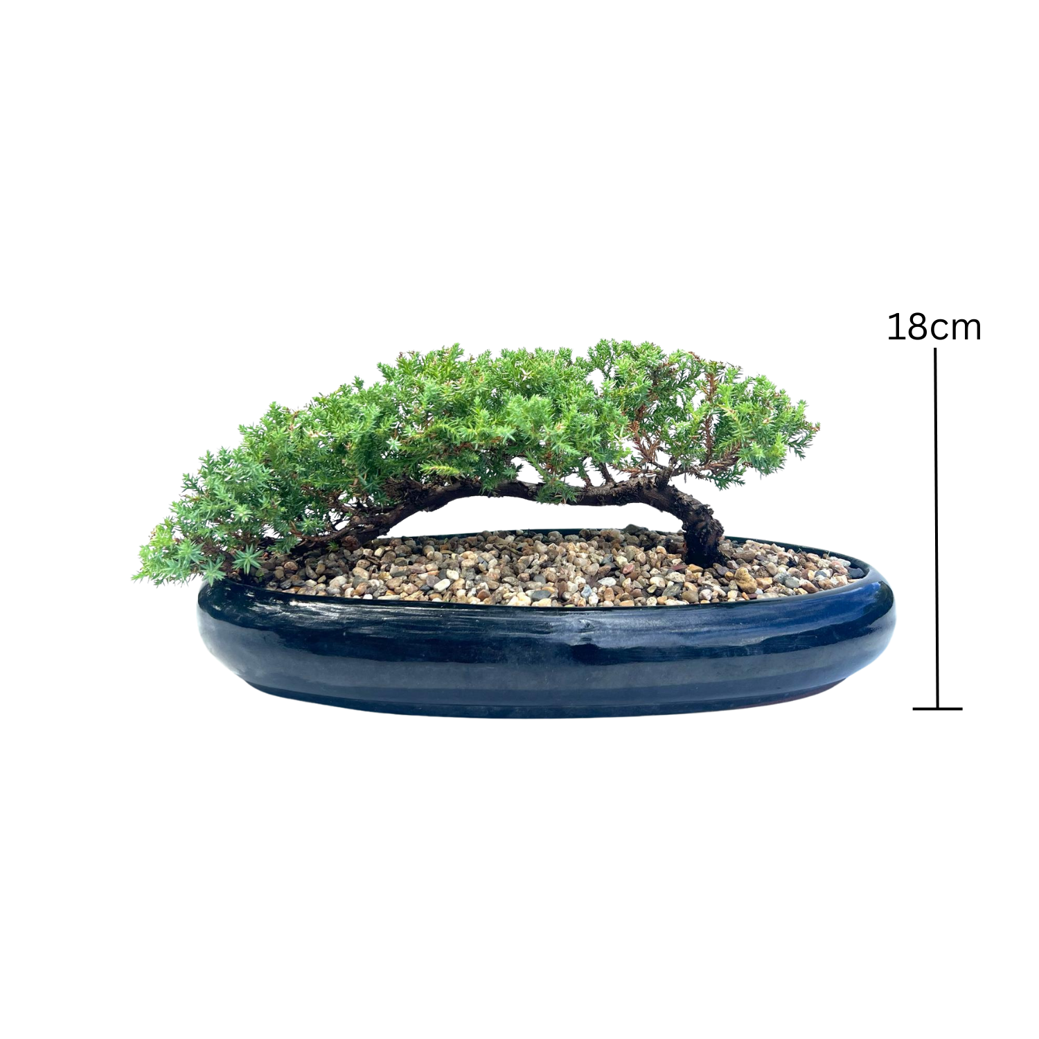 Juniper Bonsai (2014)