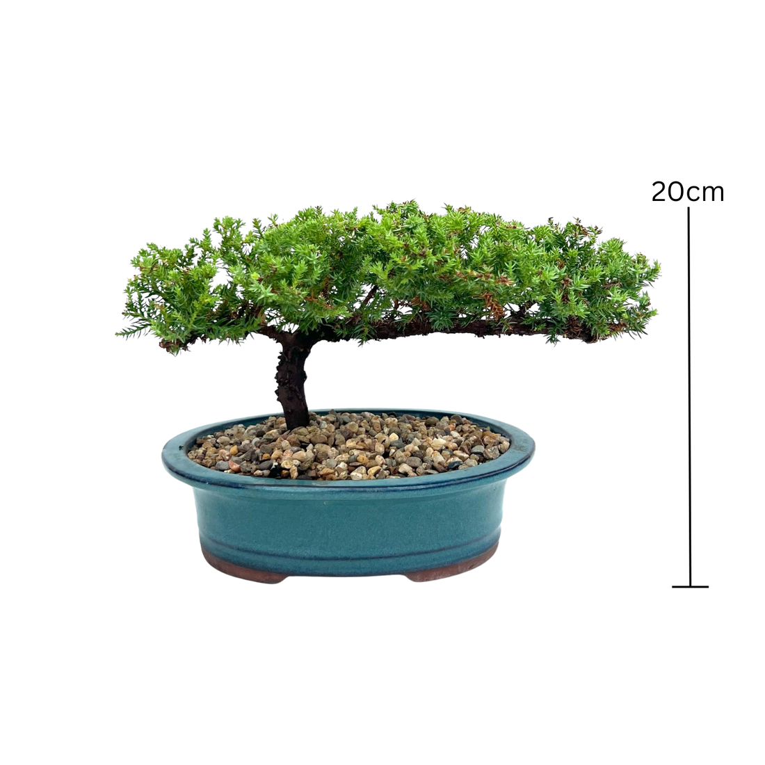 Juniper Bonsai (2014)