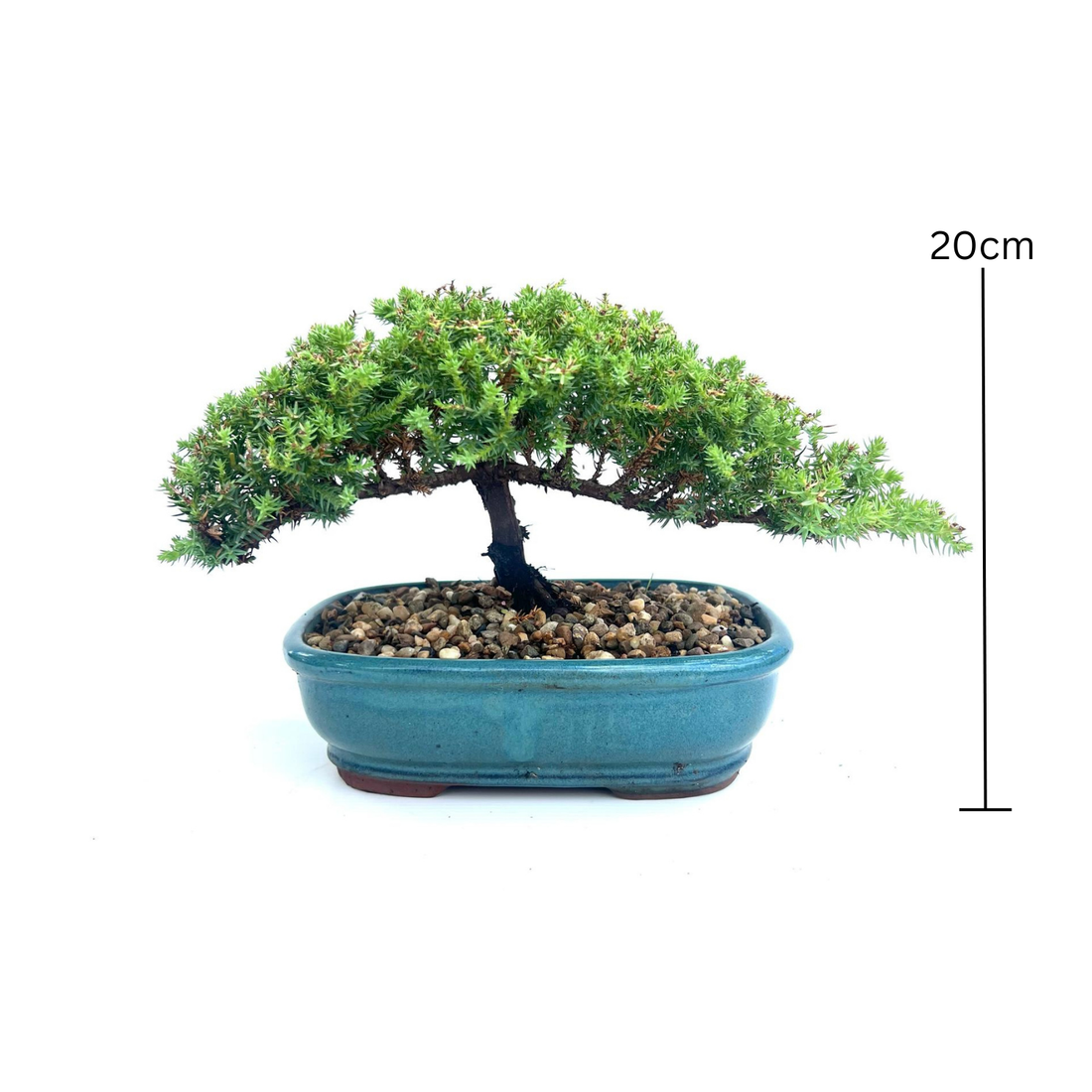 Juniper Bonsai (2015)