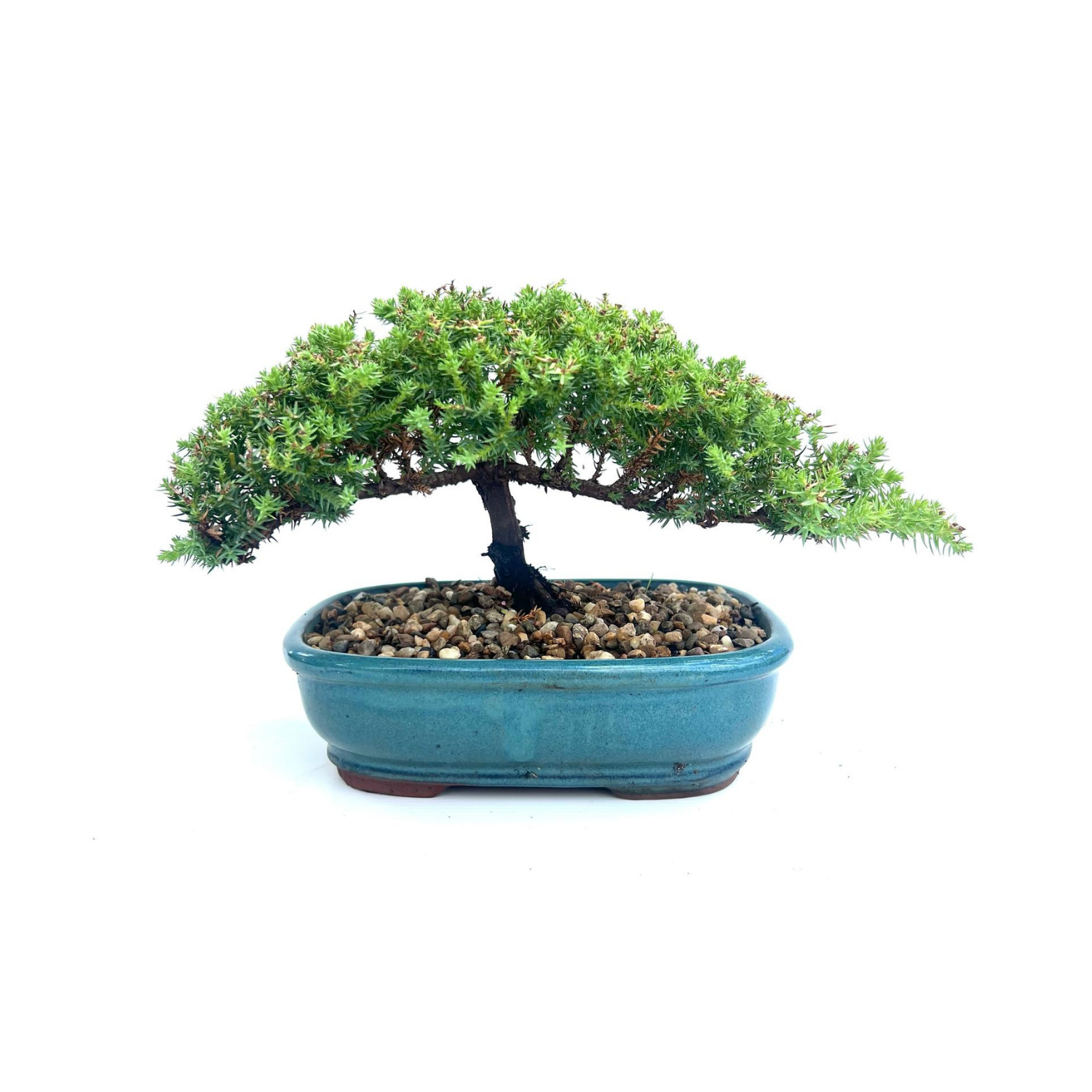 Juniper Bonsai (2015)