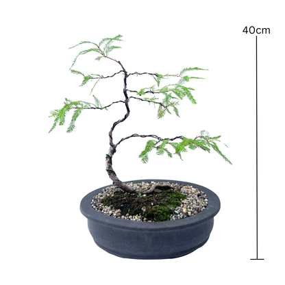 Swamp Cypress Bonsai (2010)