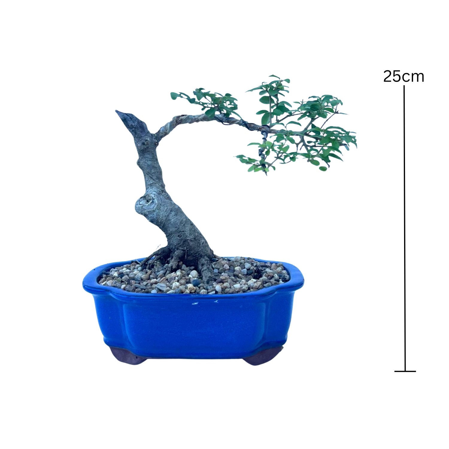 Chinese Ligustrum Bonsai (2002)