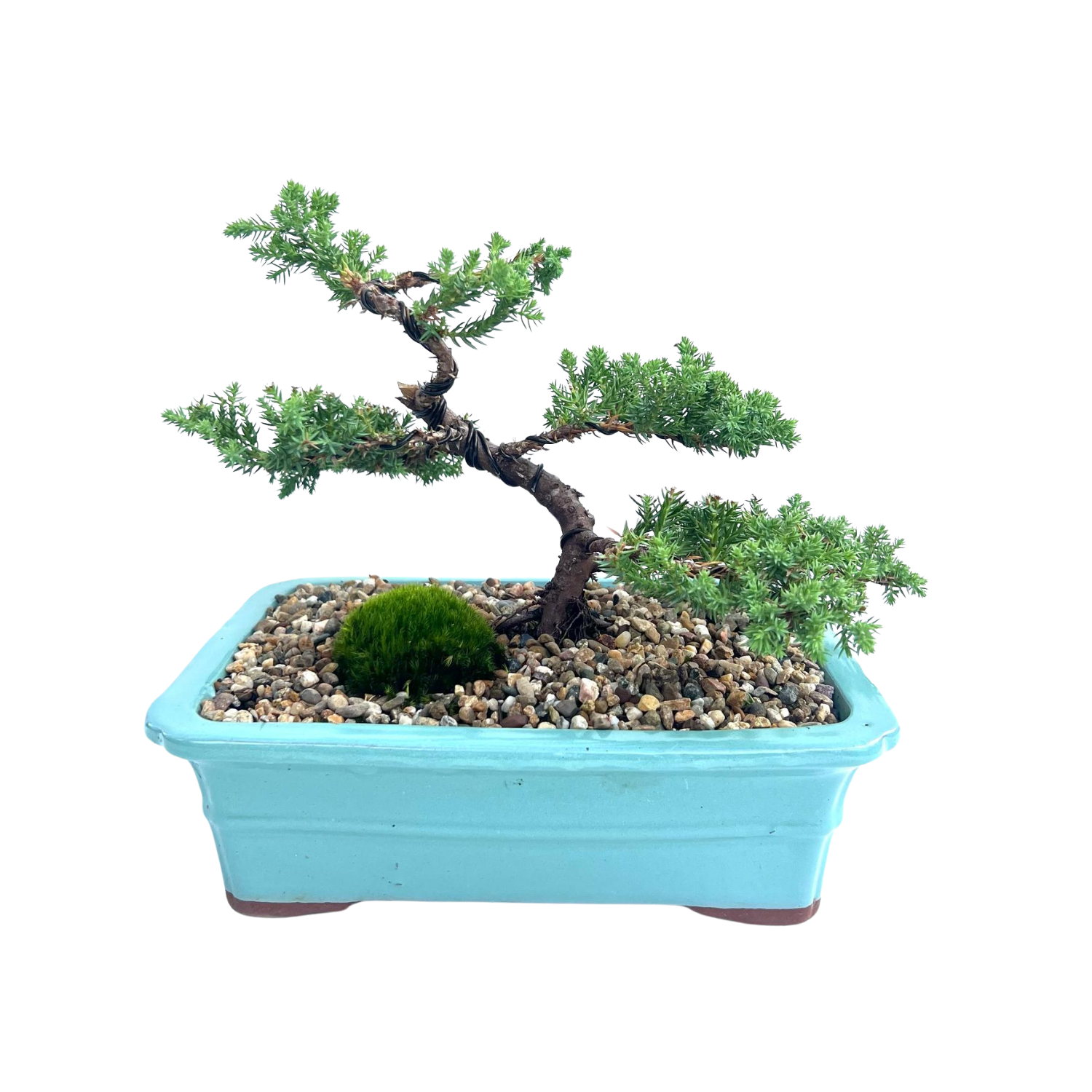 Juniper Bonsai (2013)