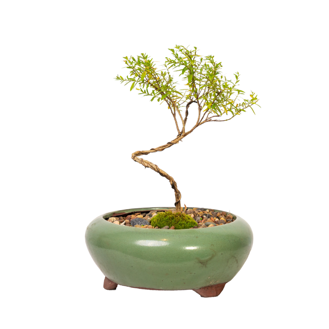 Cuphea Bonsai (2016)