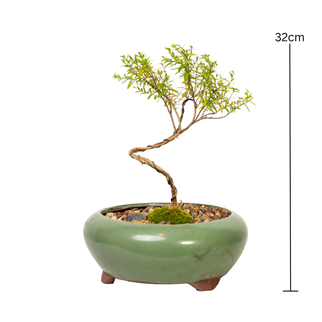 Cuphea Bonsai (2016)