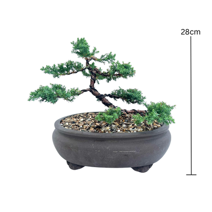 Juniper Bonsai (2010)