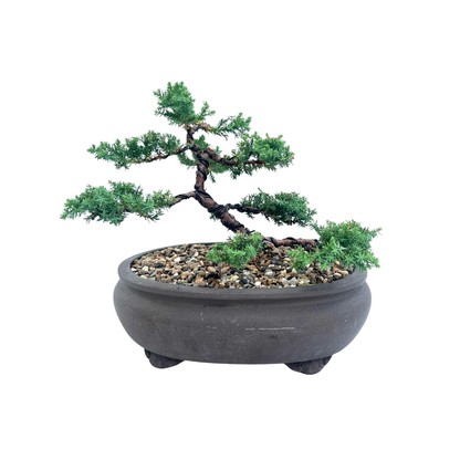 Juniper Bonsai (2010)