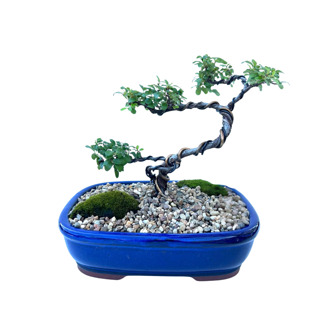 Japanese Rockspray Bonsai (2015)