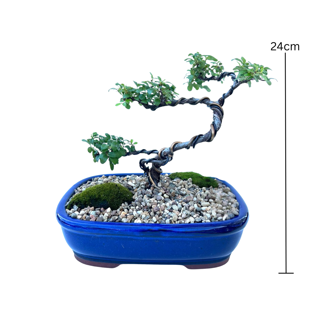 Japanese Rockspray Bonsai (2015)