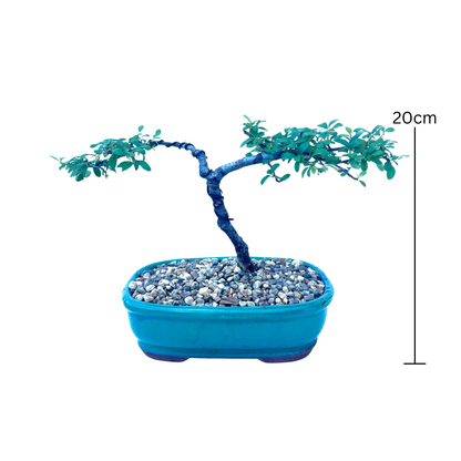 Cotoneaster Bonsai (2016)
