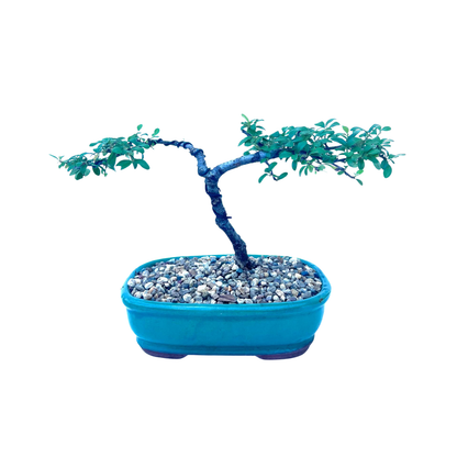 Cotoneaster Bonsai (2016)