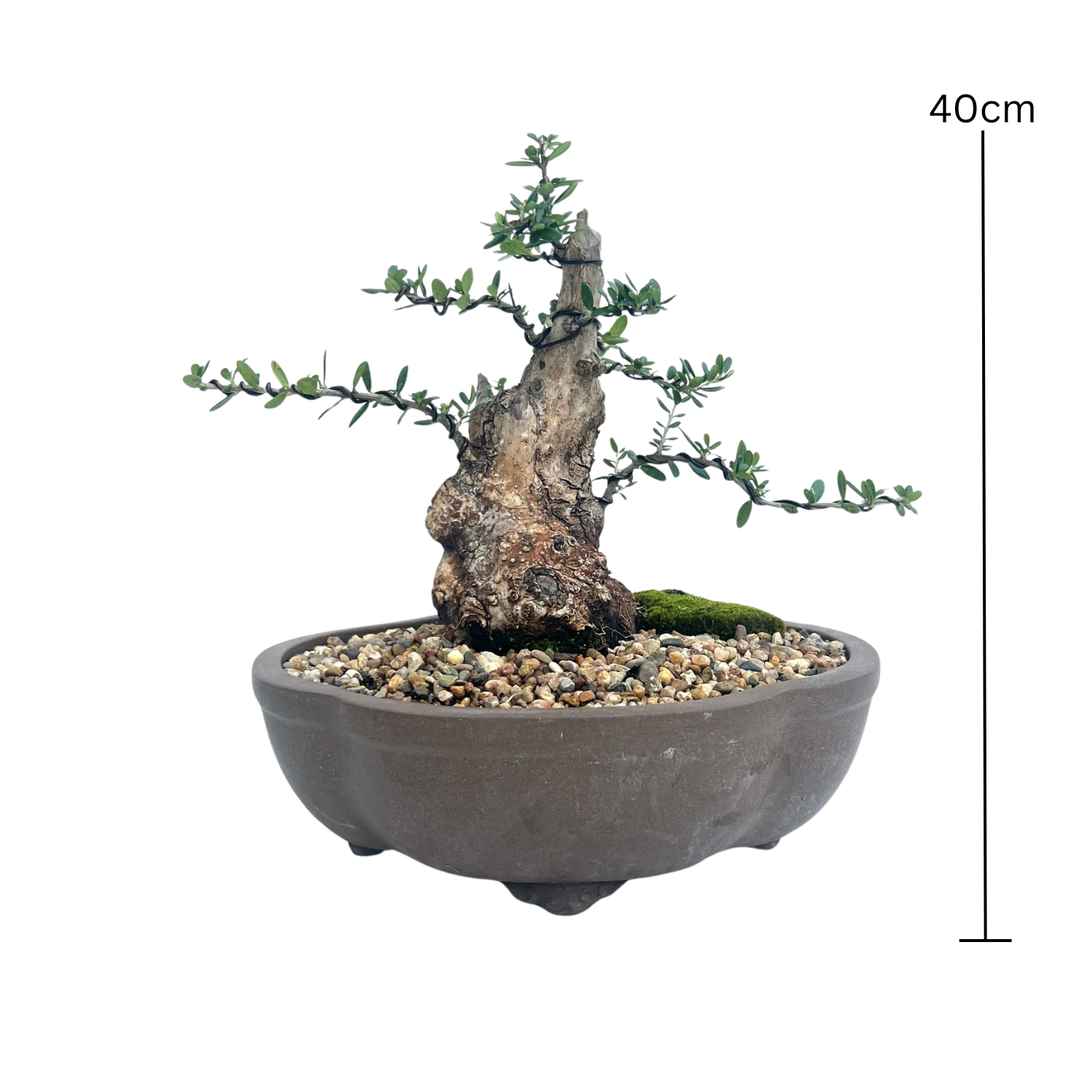 Olive Bonsai (1997)
