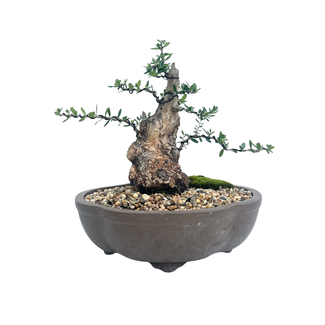 Olive Bonsai (1997)
