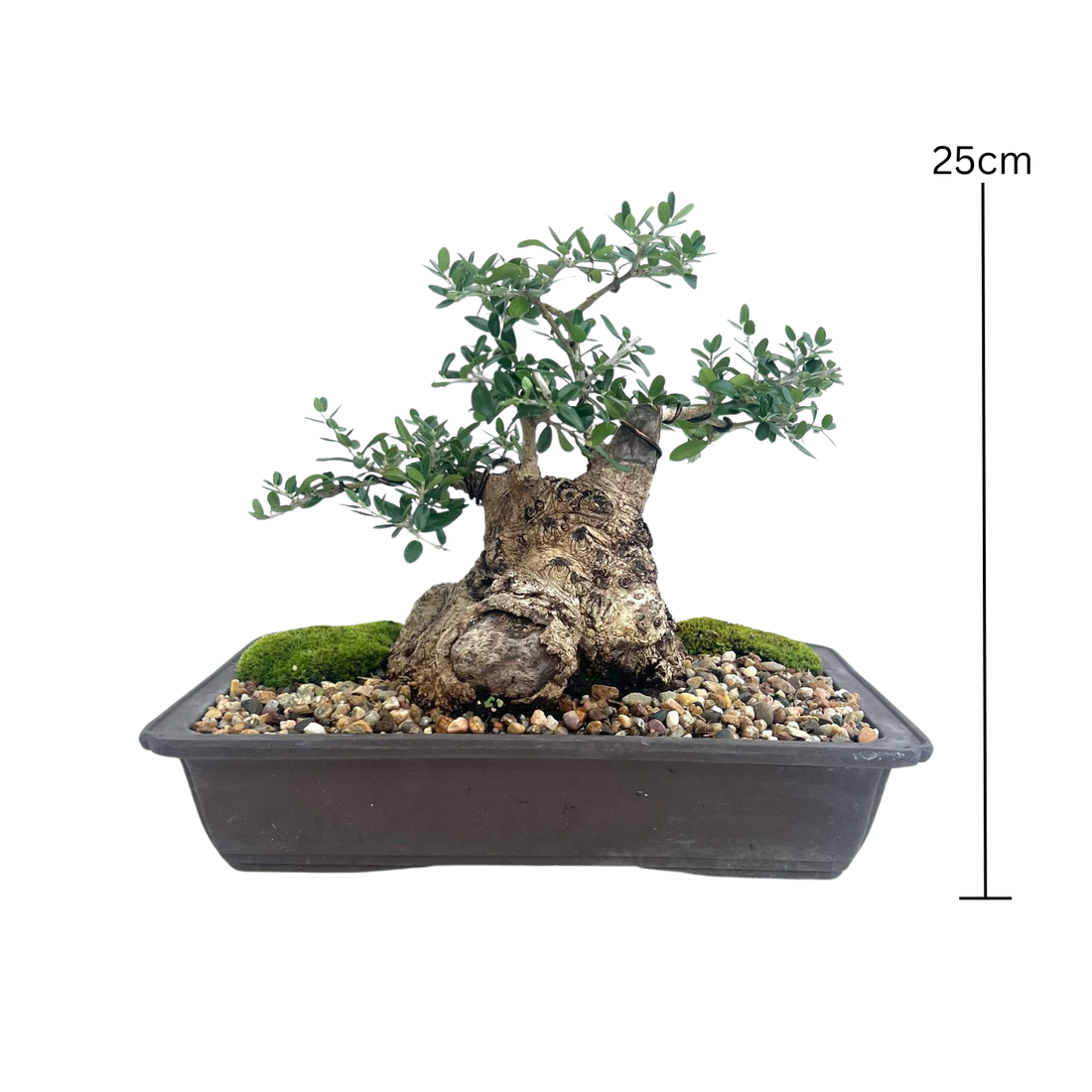 Olive Bonsai (1998)