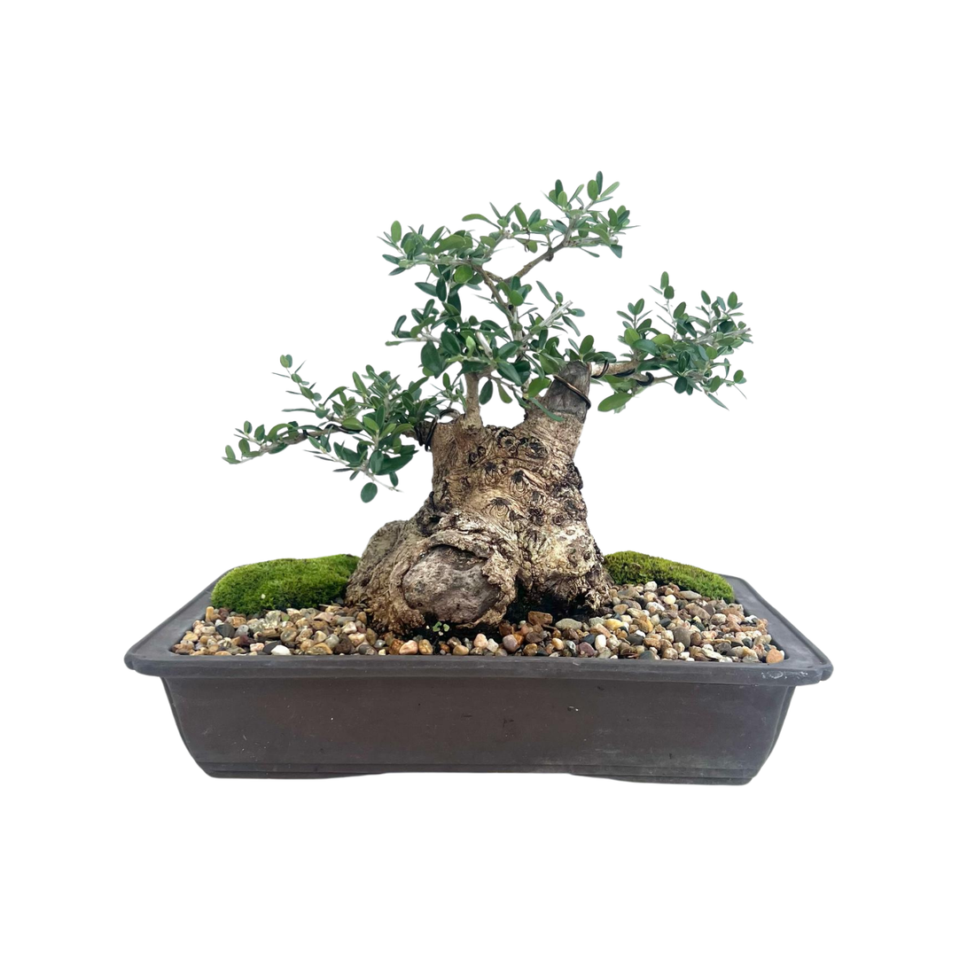 Olive Bonsai (1998)