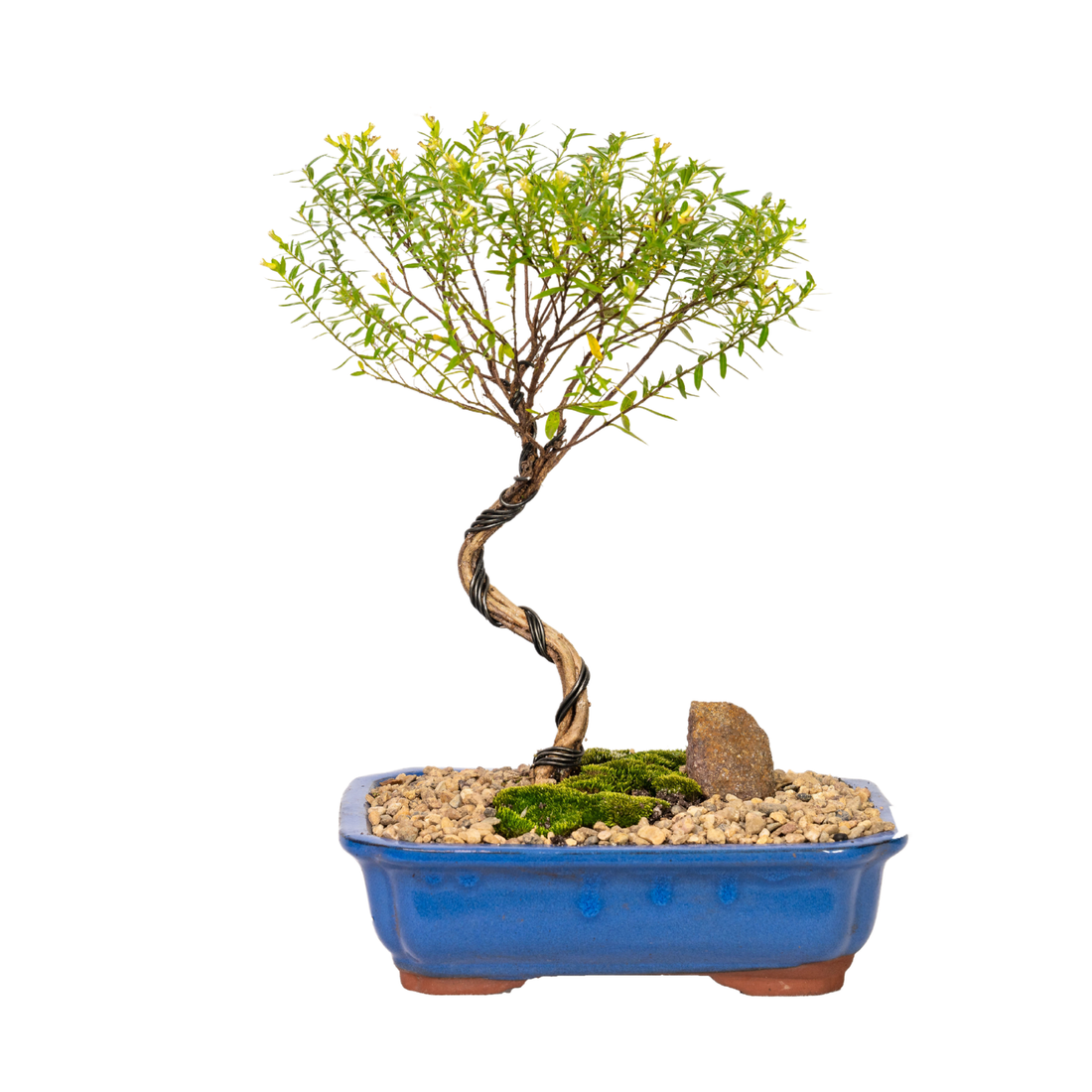 Cuphea Bonsai (2018)