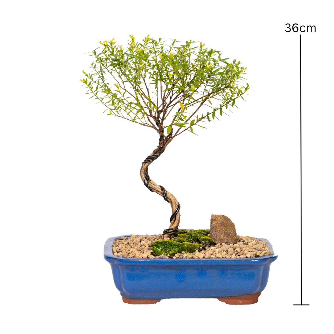 Cuphea Bonsai (2018)