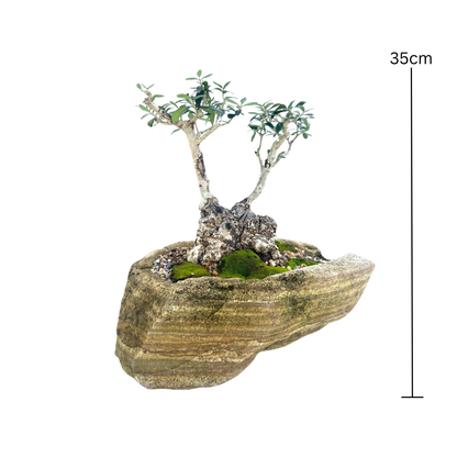 Olive Bonsai (2001)