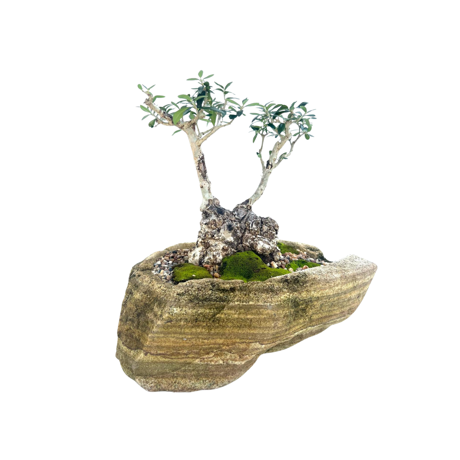 Olive Bonsai (2001)