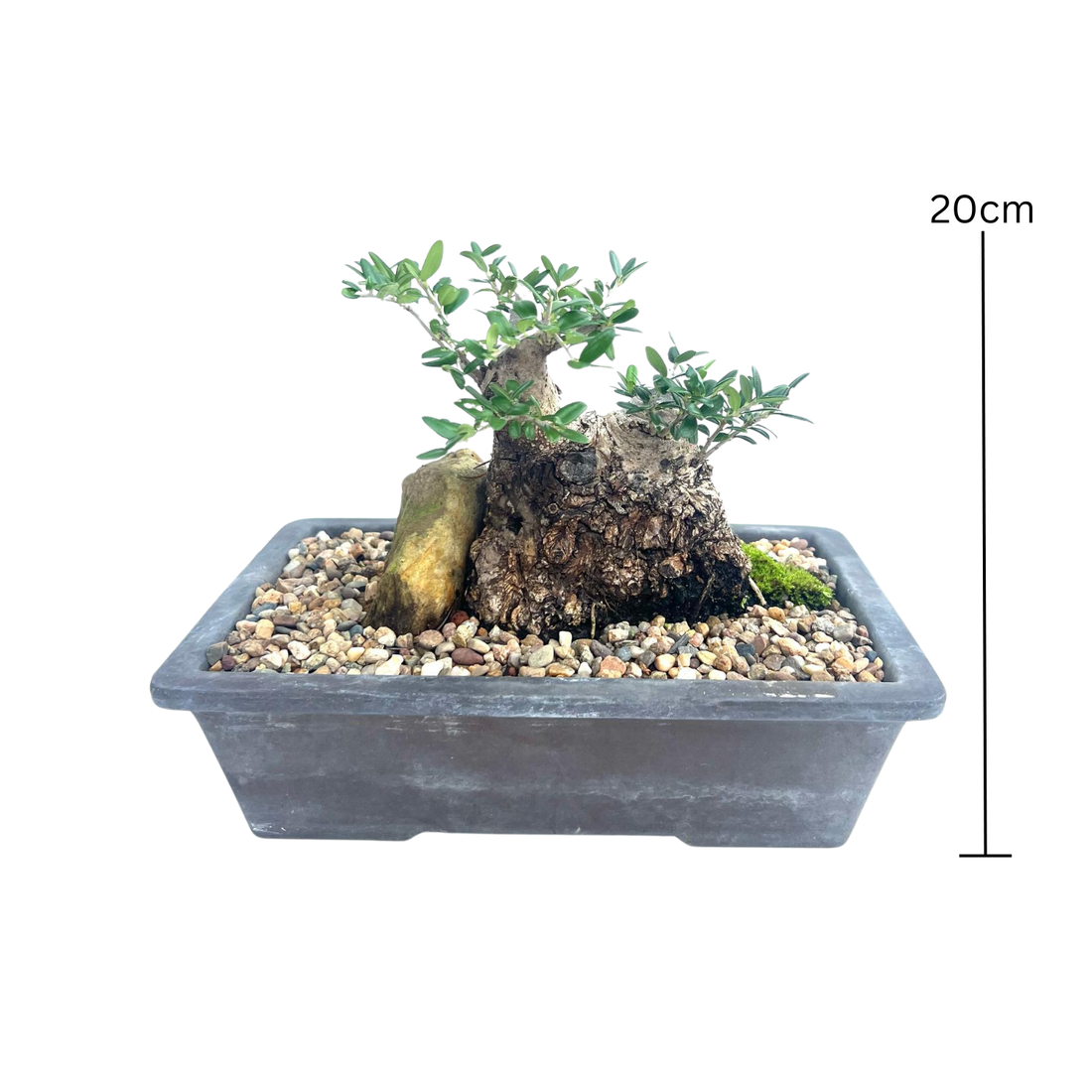 Olive Bonsai (1999)