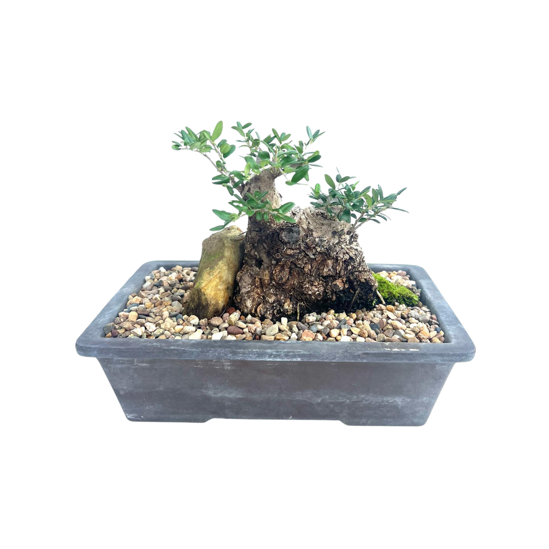Olive Bonsai (1999)