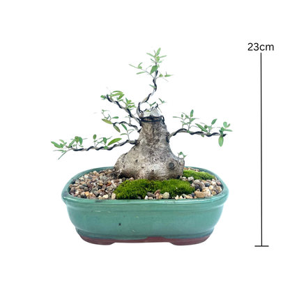 Olive Bonsai (2009)