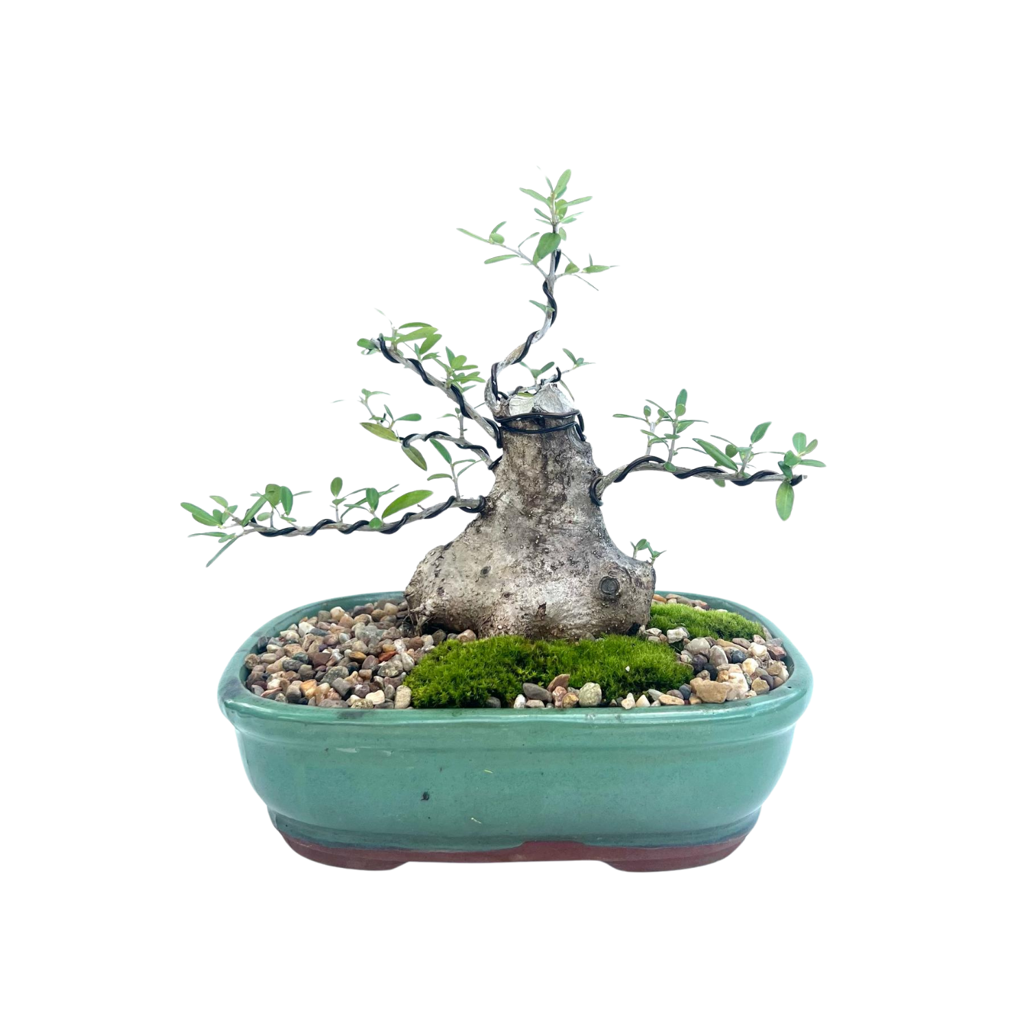 Olive Bonsai (2009)