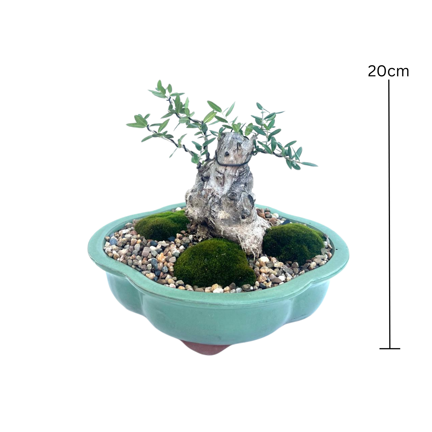 Olive Bonsai (2005)