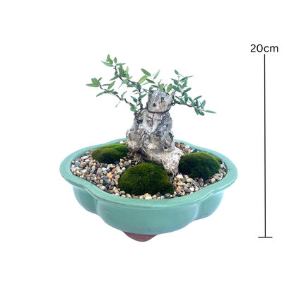 Olive Bonsai (2005)