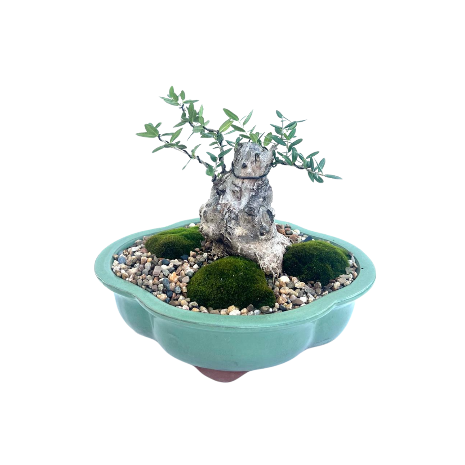 Olive Bonsai (2005)