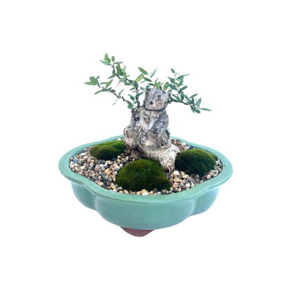 Olive Bonsai (2005)