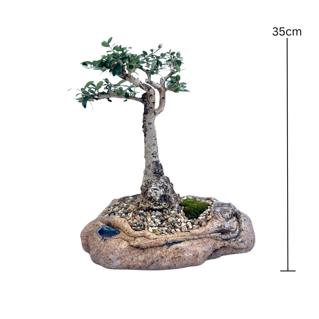 Olive Bonsai (2000)