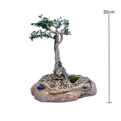 Olive Bonsai (2000)