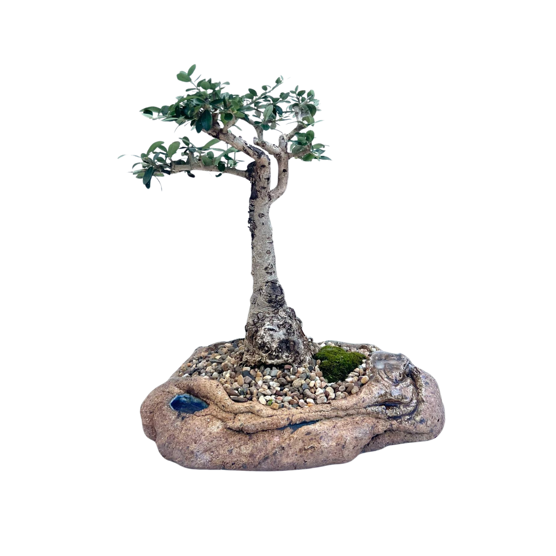 Olive Bonsai (2000)