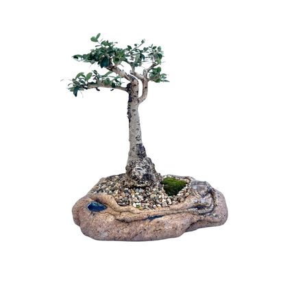 Olive Bonsai (2000)