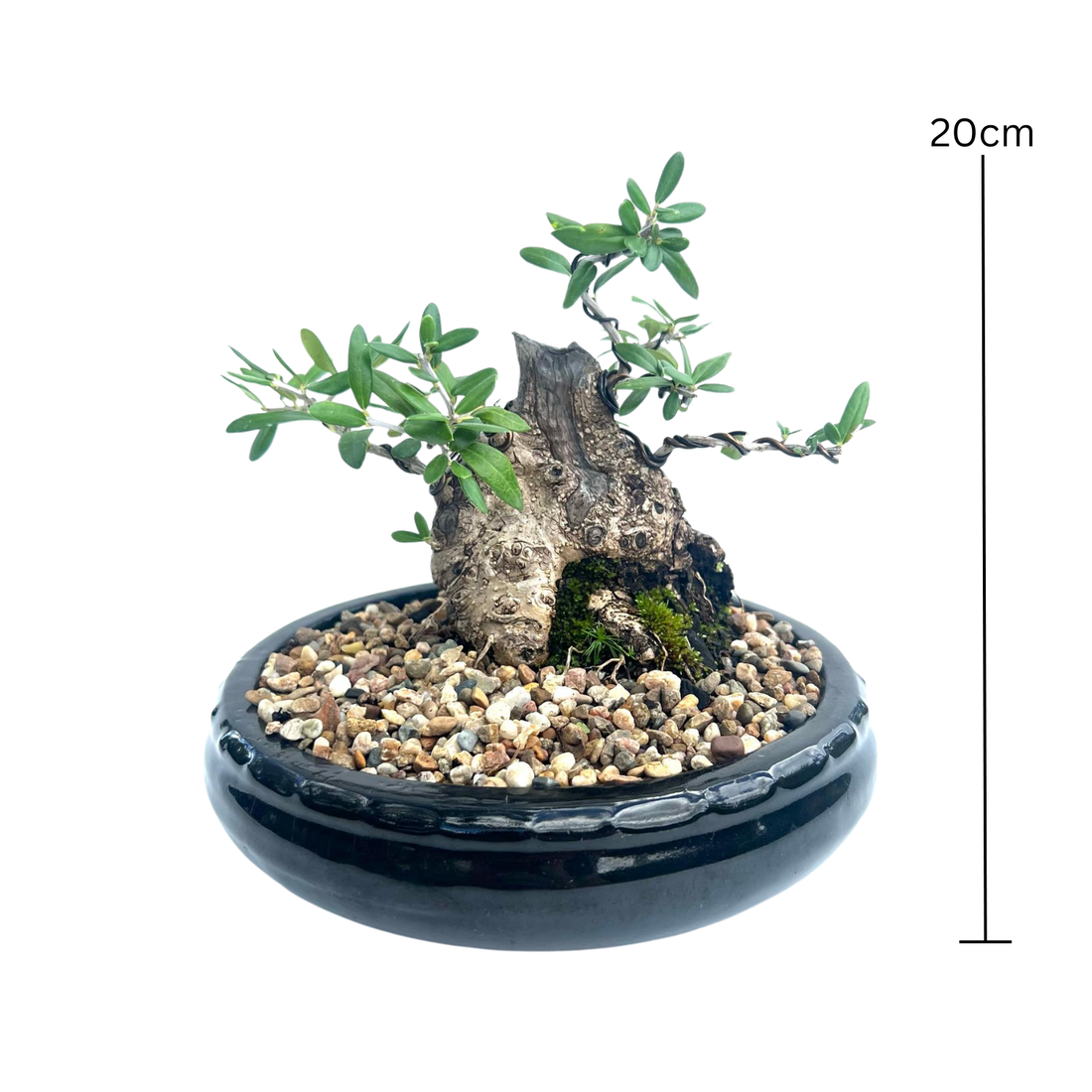 Olive Bonsai (2002)