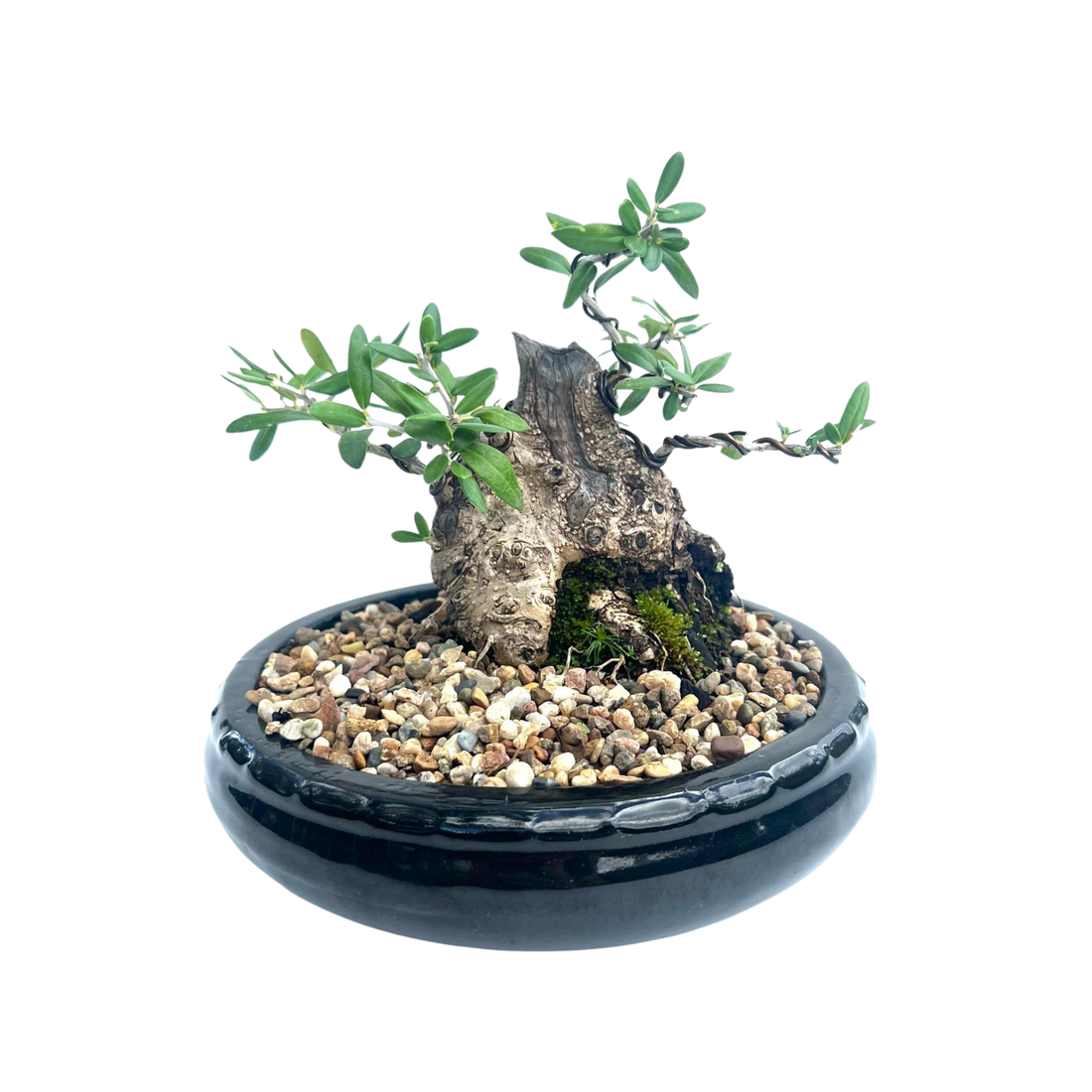 Olive Bonsai (2002)