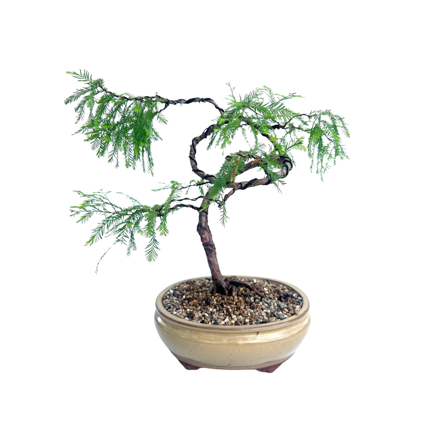 Swamp Cypress Bonsai (2009)